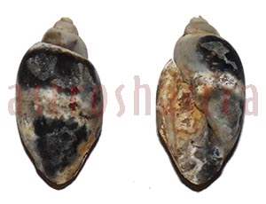 heera shankh